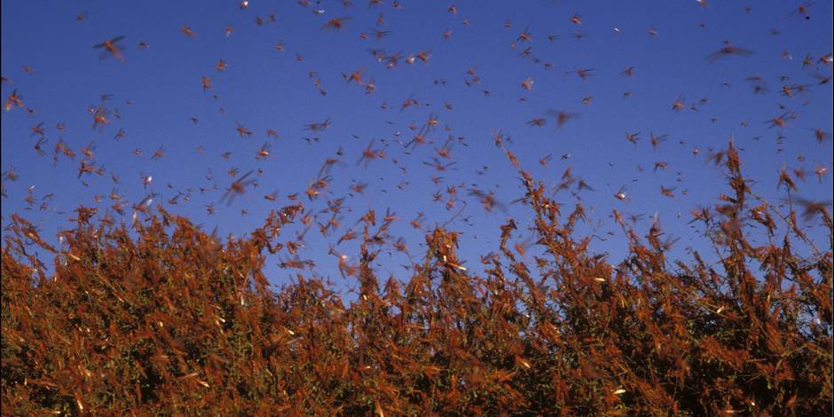 Les insectes envahissants ravagent les cultures... et cela coûte cher. bit.ly/2dMEwD2 avec <a href="/franckcourchamp/">Franck Courchamp</a>