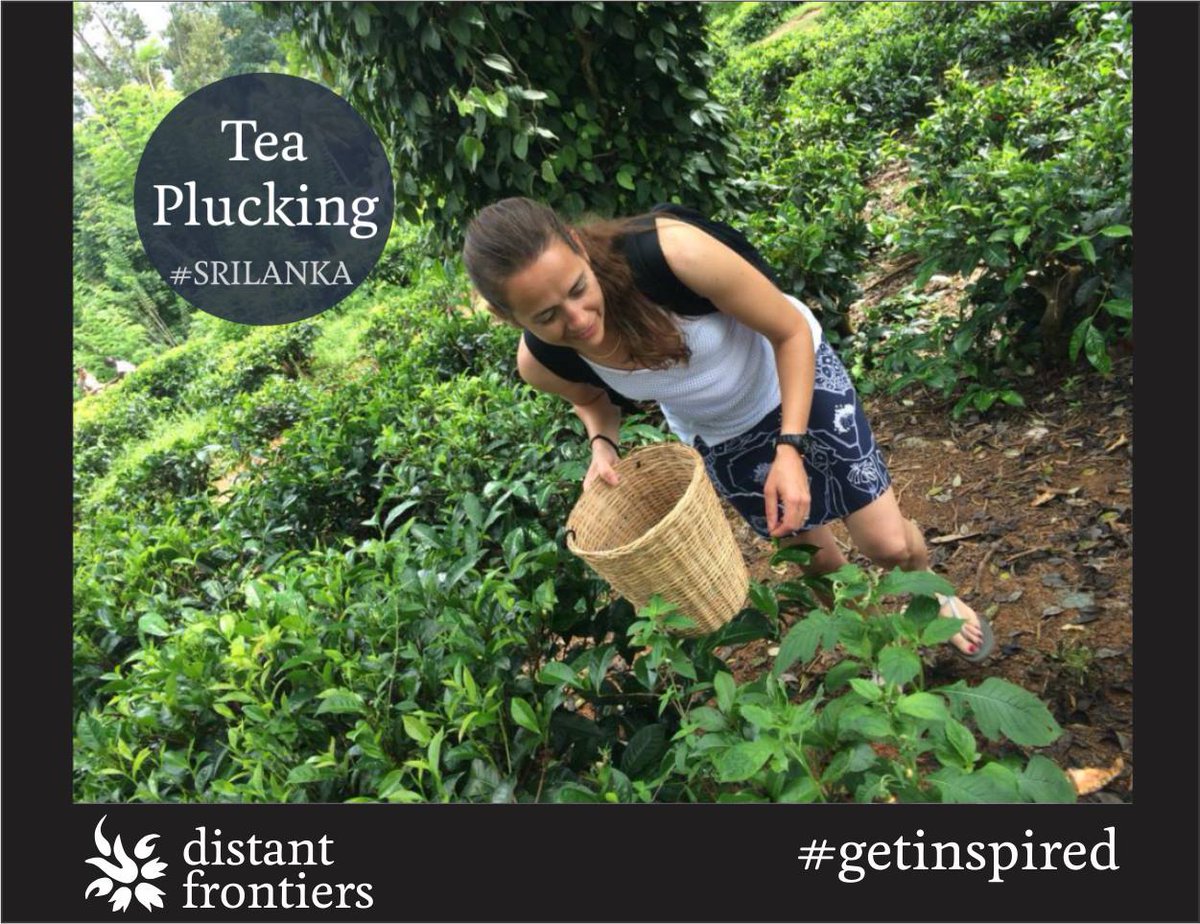 distantfrontier's tweet image. On an incentive with @distantfrontier Tea plucking followed by tea tasting with the owner of the plantation. #teatasting #Srilanka