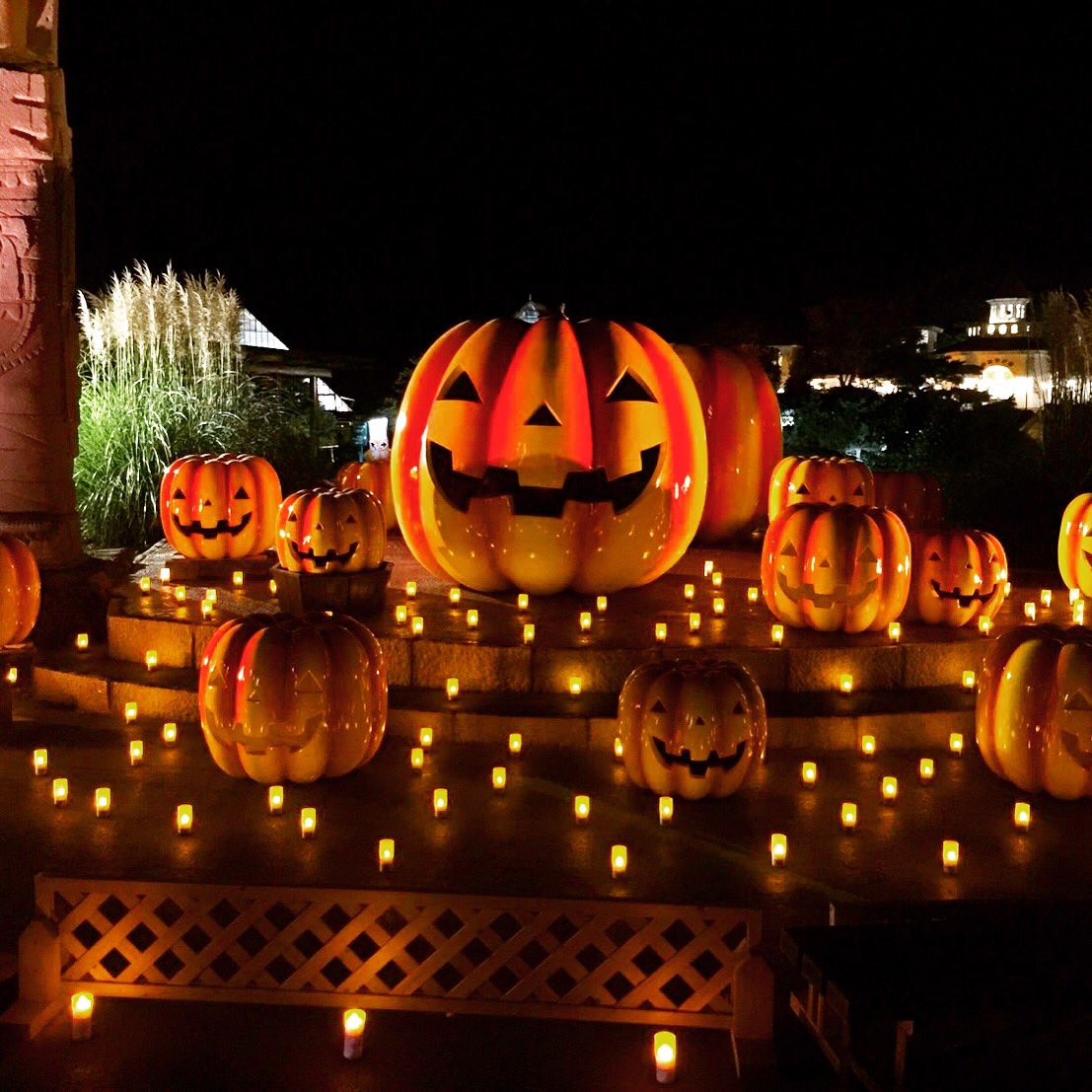 伊豆シャボテン動物公園グループ 公式 ライトアップ 夜の園内もすっかりハロウィンムード ハロウィン ライトアップ 動物園 植物園 動物 癒し ふれあい かわいい 伊豆 伊豆高原 伊東市 静岡 山 海 伊豆シャボテン公園 Shaboten