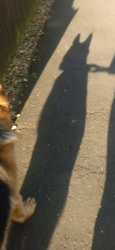 JadeRamsay_x's tweet photo. When your dogs shadow makes him look like batman... #JustCallMeRobin https://t.co/sEL2hQa3ZB