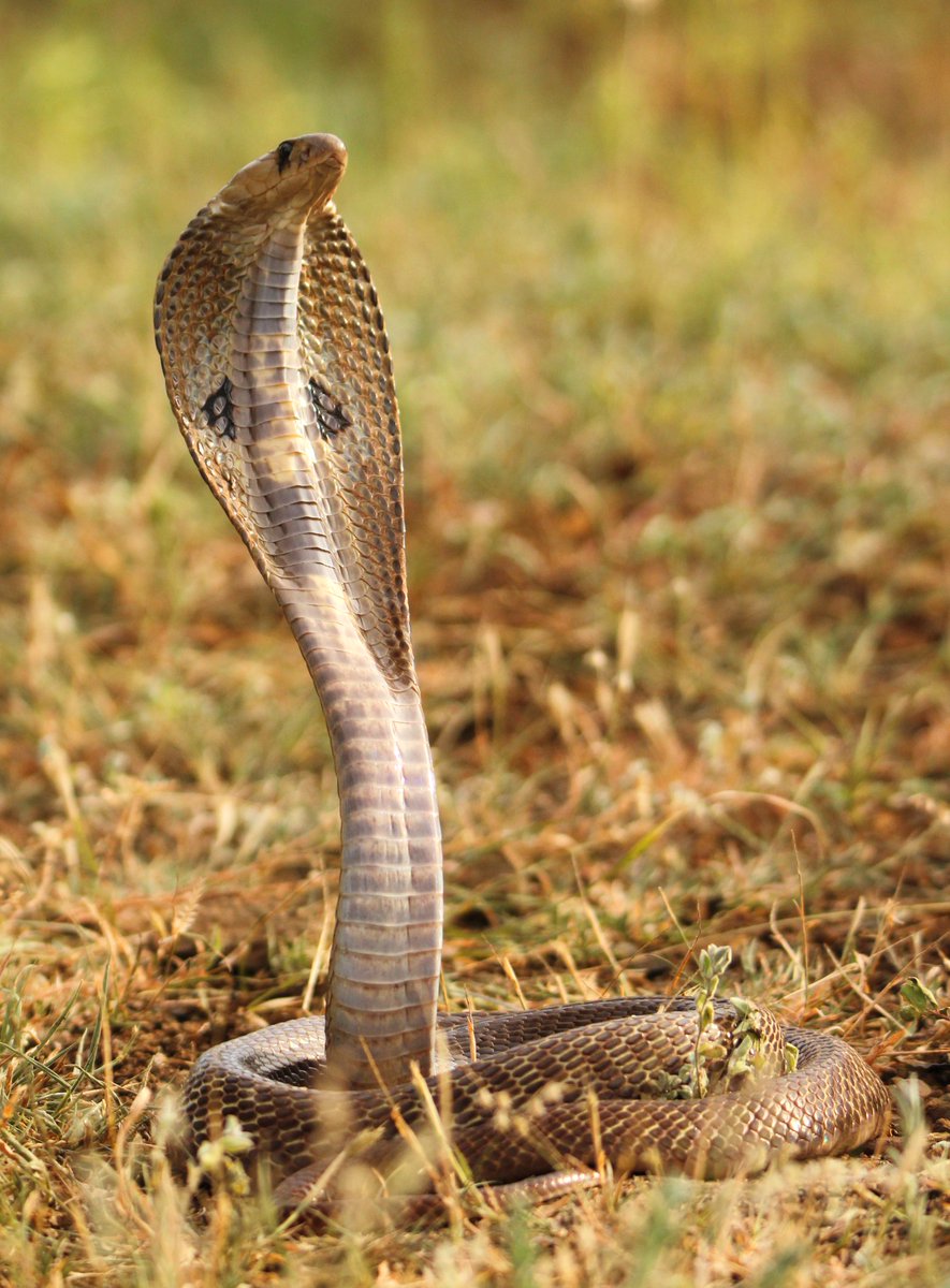 wildlifephoto_'s tweet photo. @NiallPMcCann @Nigelmarven Indian Spectacle Cobra....In attacking position....
© Suyash Kadam https://t.co/FXsv4kt53J