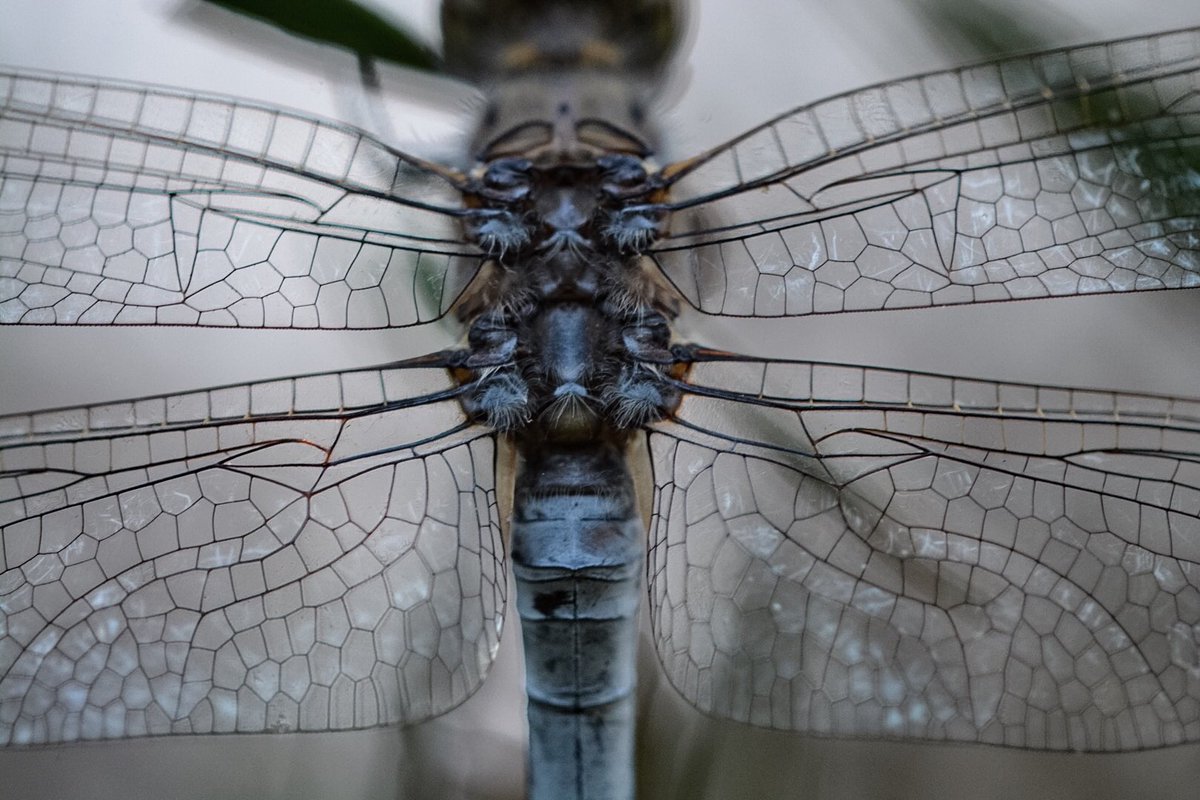 FAUNAtography's tweet photo. Dragonfly #EarthCapture #wildoz #WexMondays @AussiePhoto1 @biospheremag https://t.co/yxwK1ZfMdp