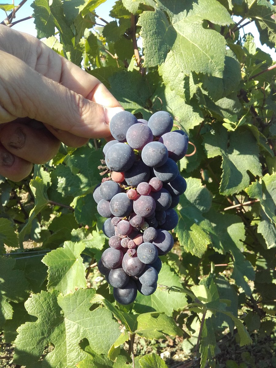 HoriotOlivier's tweet photo. @Winemak_in @adomenach puis un #Pinot Meunier légèrement millerandé #vendangesGo https://t.co/61a03kk5OI