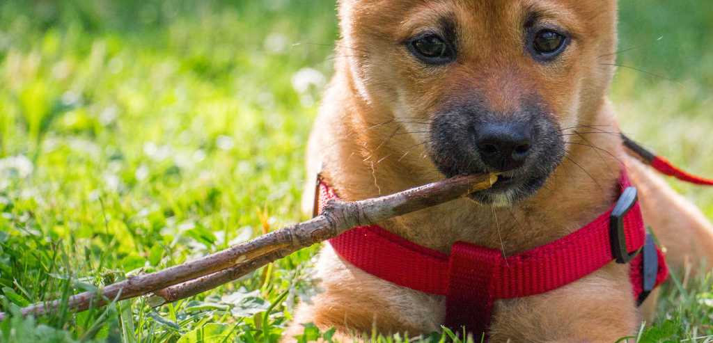 DogSync's tweet photo. Bad Dog Food Ingredients [infographic] https://t.co/sbI9VTKaMx https://t.co/Um3MLSTLGe