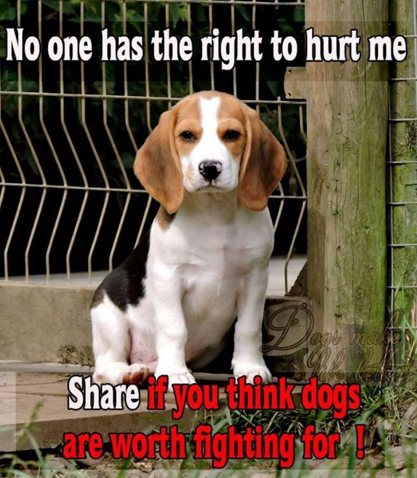 PatRx's tweet photo. These #beagles are worth fighting for! All dogs are!!
#Mizzou #abuse #NotLabRats https://t.co/kqbRbGD6UB