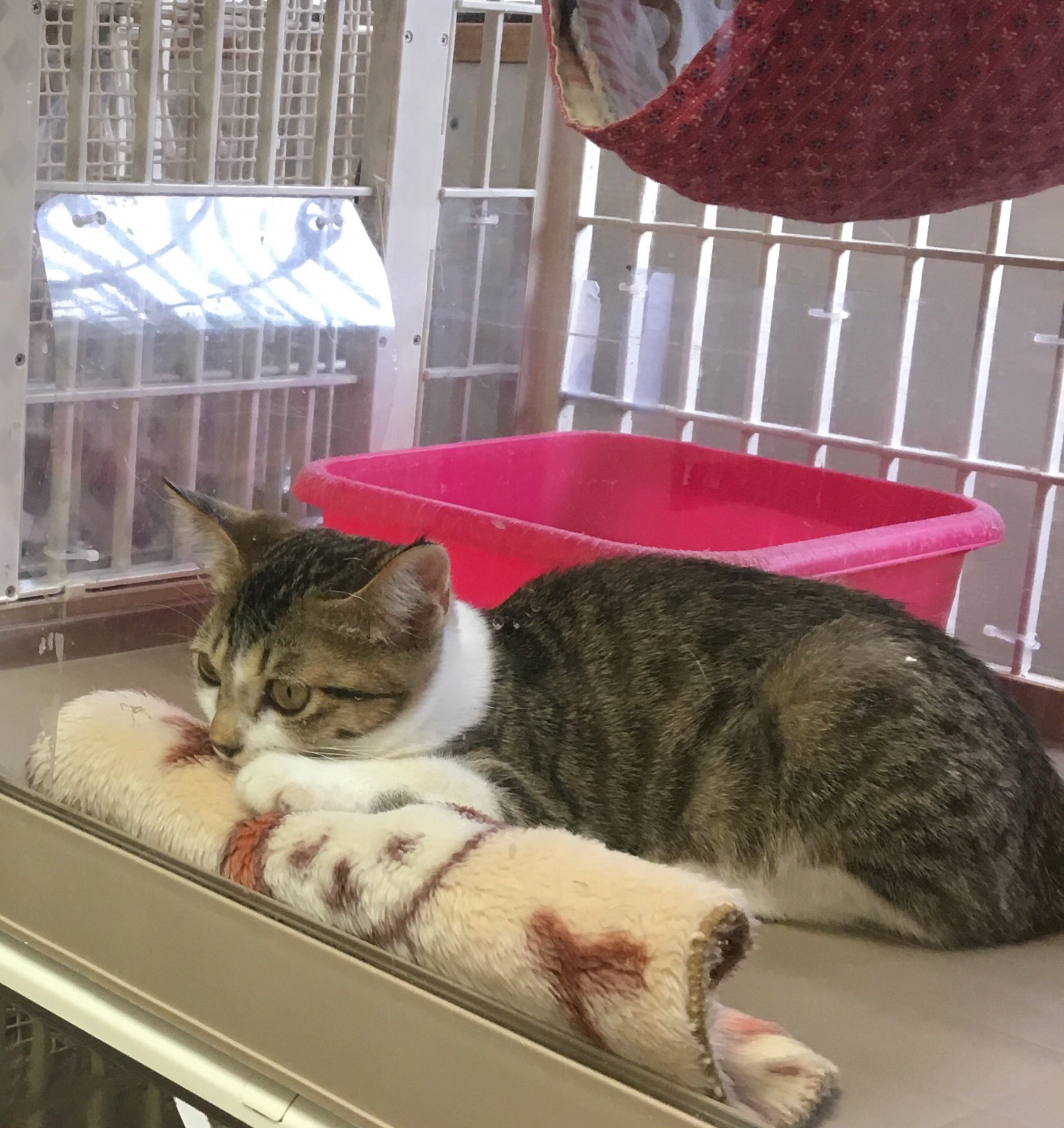 高山かな 本日の西国分寺シェルター 新入り美少女あらわる フロアで走り回る先輩猫たちを眺めつつ眠りにつく姿 完璧に可愛い 東京キャットガーディアン 猫 保護猫 癒しの猫画像 高山かな 本日の西国分寺シェルター 新入り美少女あらわる フロアで走り回る先輩猫たちを眺めつつ眠りにつく姿 完璧に可愛い 東京キャットガーディアン 猫 保護猫 癒しの猫画像