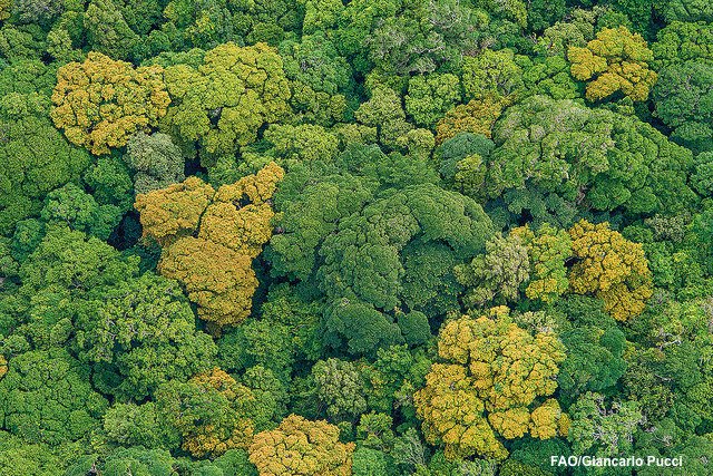 FAOForestry's tweet photo. Primary forests (native species with no clear signs of human activity) account for 33% of forests globally https://t.co/LlYG0cbIdg #gfra2015 https://t.co/A00ycZoGn3