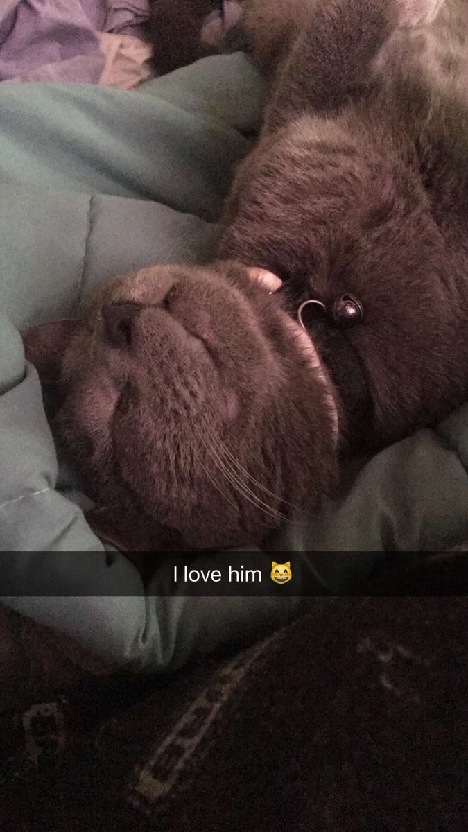 TamomoRealness's tweet photo. @KingdBacon today last year was when I took him to the vet 😿. He was so brave. https://t.co/5cRfQFj6xr