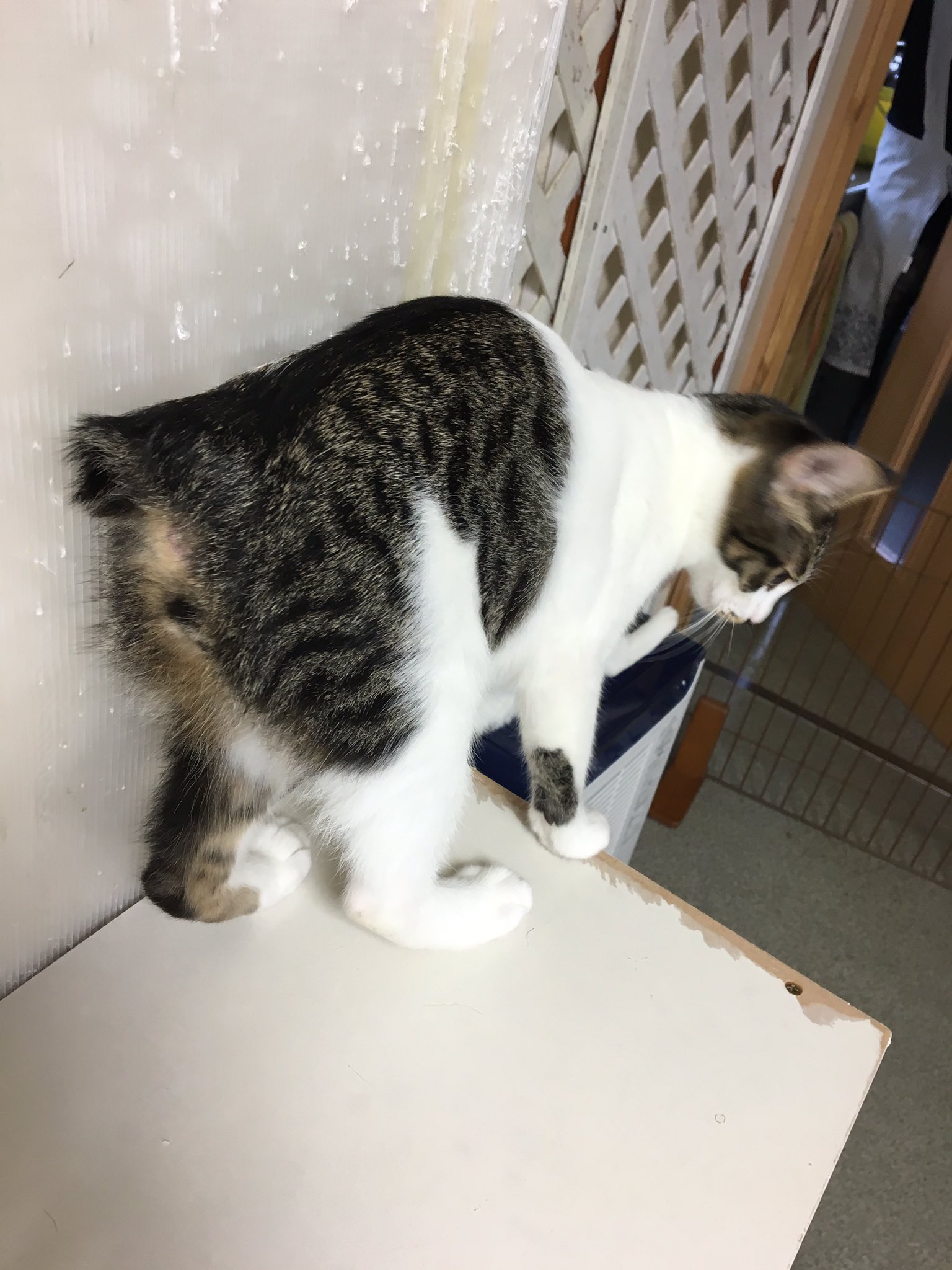 高山かな 本日の西国分寺シェルター いろんな しっぽ こんなにしっぽがない子も珍しいし こんなにしっぽがまん丸な子も珍しい どっちも個性的で かわいい 沢山の子猫が走り回ってるから 興奮して太くなる子も 笑 東京キャット 高山かな 本日の西国分寺シェルター いろんな しっぽ こんなにしっぽがない子も珍しいし こんなにしっぽがまん丸な子も珍しい どっちも個性的で かわいい 沢山の子猫が走り回ってるから 興奮して太くなる子も 笑 東京キャット
