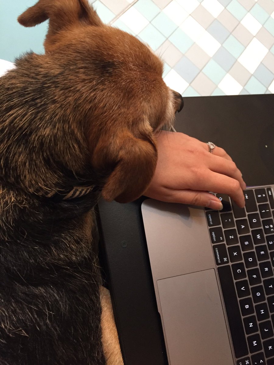 Alice-May Purkiss tweet media