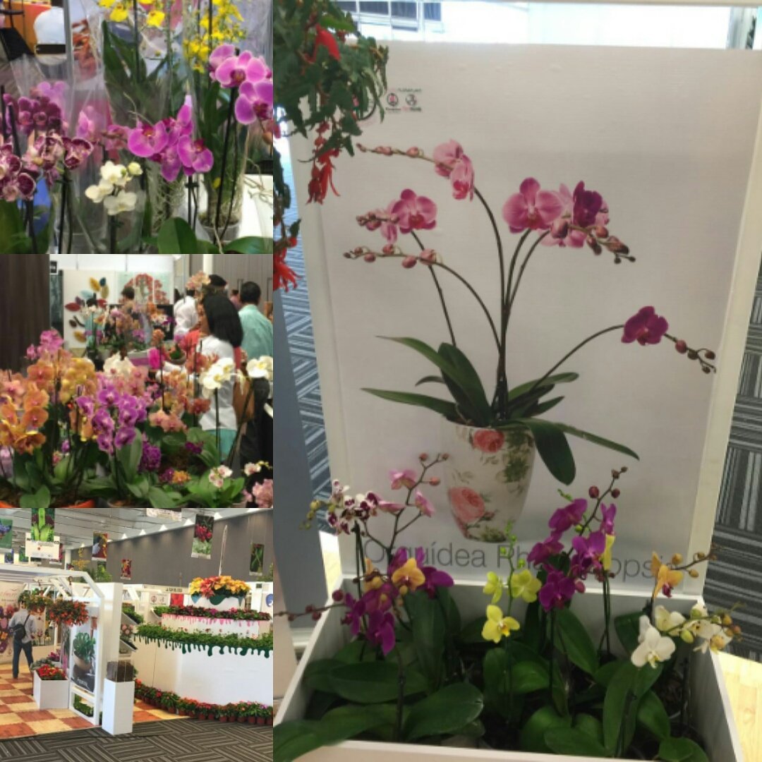 So many #colours at EXPO Nacional de Paisajismo 2016 in #Queretaro!