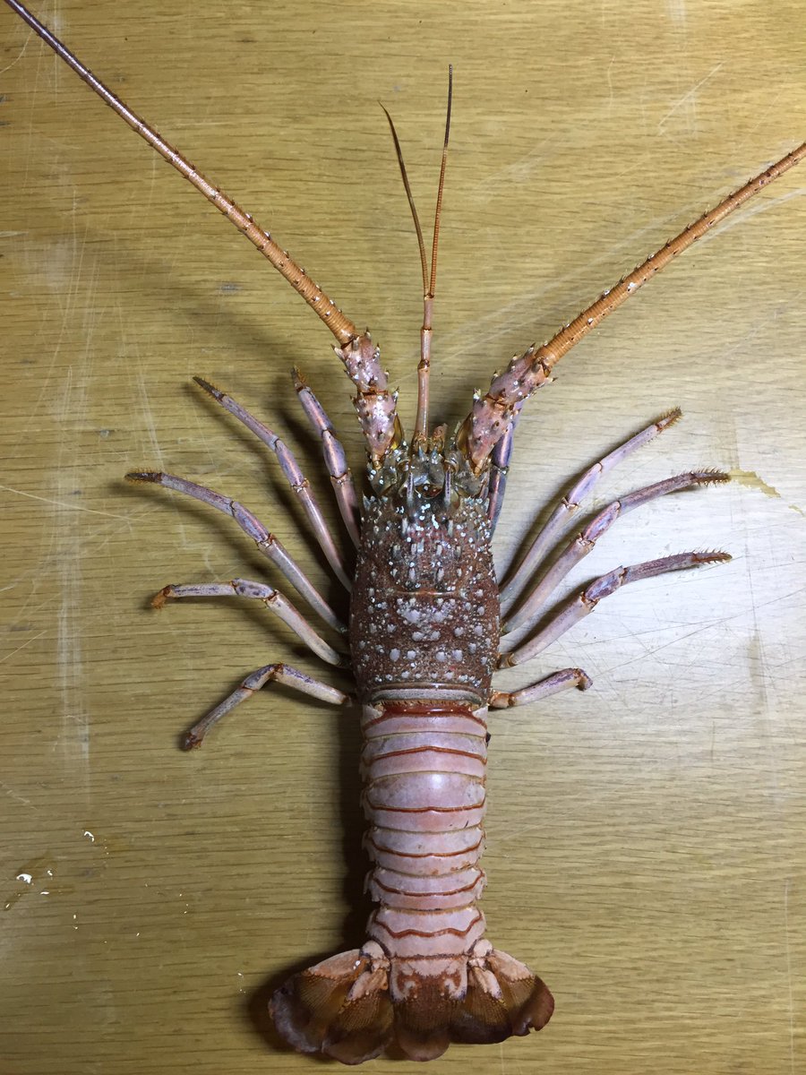 Bloodpython1234's tweet image. イセエビ君の脱皮殻