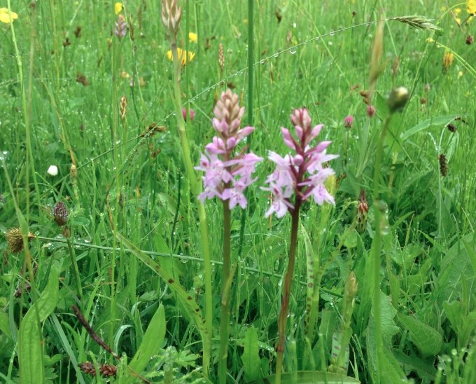 DYK that about 1/3 of all British wildflower species grow in the #NewForest?
