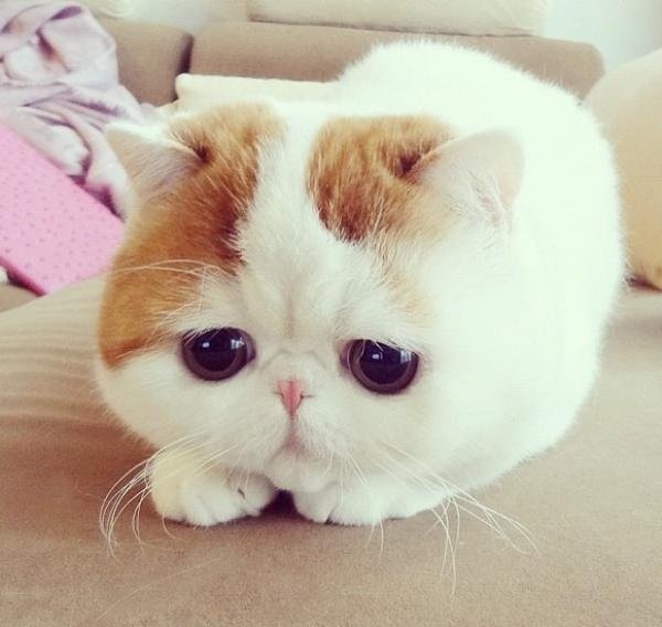 worldcat333's tweet photo. 【エキゾチックショートヘア】ペルシャ猫の特徴を引き継いだ猫。とても愛情深い猫種で触られる事を好まない猫が多いなかエキゾチックショートヘアは逆に抱っこされたり撫でられたりする事が好きな性格の子が多いそうです。https://t.co/OAwrPGOzDN #動物好きと繋がりたい #猫好きさんと繋がりたい