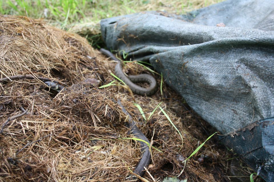 reptileproject's tweet photo. Before turning your #compostheaps check them for resting #reptiles. #wildlifefriendlygardening #gardening for #nature #lizards #snakes https://t.co/LImCam5rYa