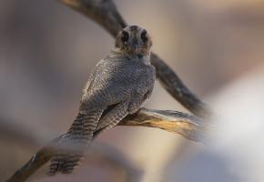 BirdsPics's tweet photo. #OwletNightjar #Egotelo #Aegothelidae lives in #NewGuinea their soft plumage is a cryptic mixture of browns and paler shades #Birds https://t.co/yShk1vZrWv