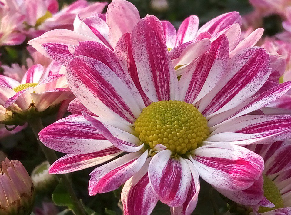 worldloveflower's tweet photo. #LoveFlowers Chrysanthemum facts:
There are 40 wild species of chrysanthemum and thousands of varieties created via selective breeding. https://t.co/4rPWjg5KJB