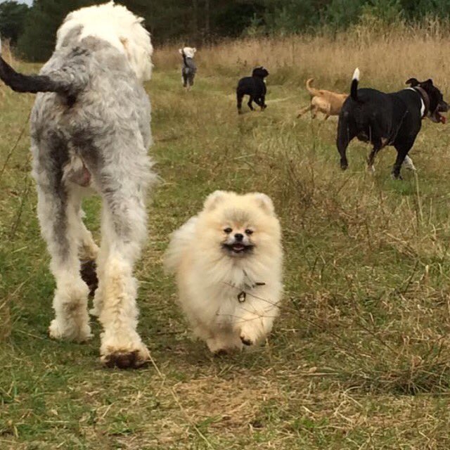 houseofmutt's tweet photo. HoM pic of the year?! #happypom 😄 https://t.co/do9xXHd1sf