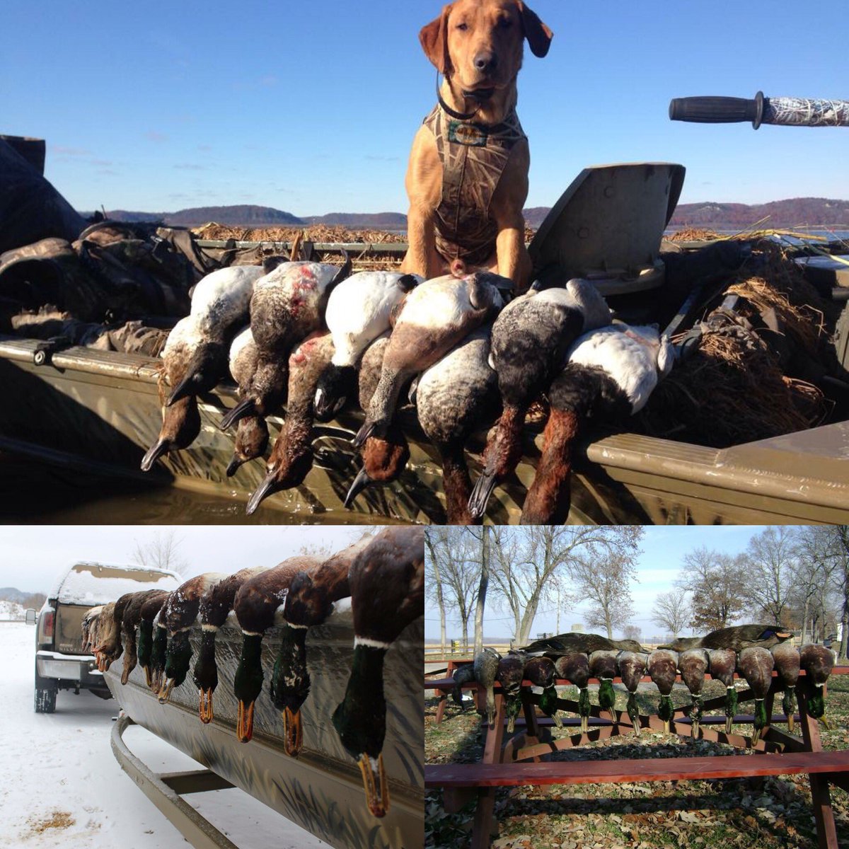 Epicguideservce's tweet photo. Still have some prime Mississippi River duck dates. 414-484-7768 @Beretta_USA @ZinkCallsAvianX @AveryGHG https://t.co/UEy4oPV5j4