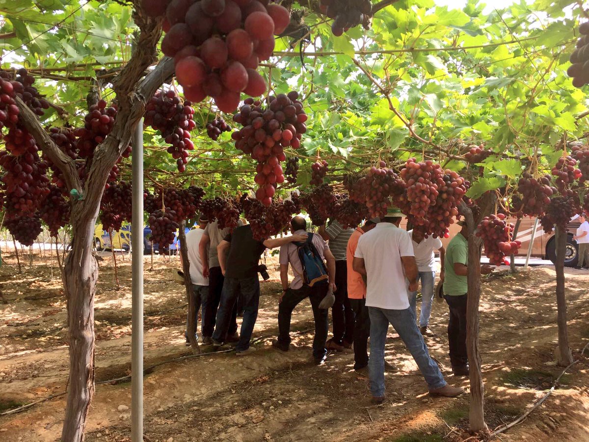 AlltechSpain's tweet image. 🍅🍅🍅 - @Alltech e IDEAGRO una unión que fomenta la innovación agrícola global.alltech.com/spain/news/all… #FruitAttraction2016 #FA16 @FruitAttraction