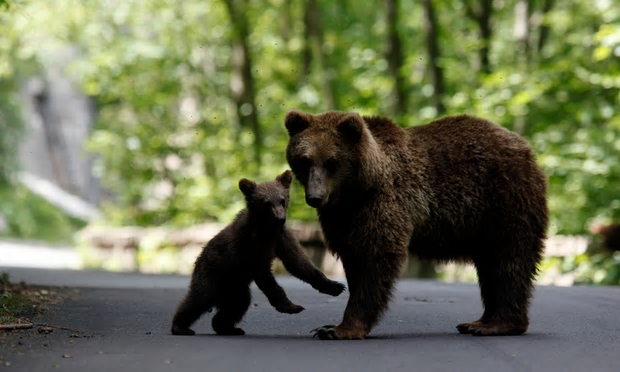 Protect_Wldlife's tweet photo. EXCELLENT NEWS : Romania bans 'trophy hunting' of Brown #Bears, #Wolves, #Lynx and Wild Cats https://t.co/Ym2IOs9Rff via @Guardian https://t.co/SrkSwOGh61