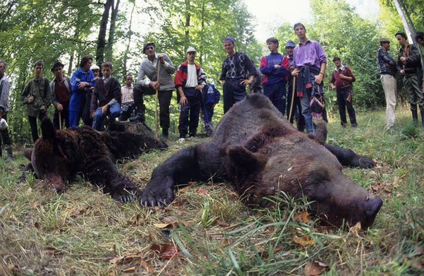 Protect_Wldlife's tweet photo. EXCELLENT NEWS : Romania bans 'trophy hunting' of Brown #Bears, #Wolves, #Lynx and Wild Cats https://t.co/Ym2IOs9Rff via @Guardian https://t.co/SrkSwOGh61