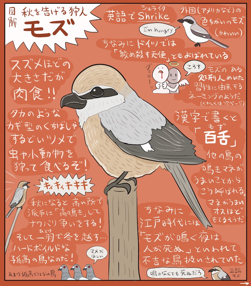ぬまがさワタリ ゆかいないきもの超図鑑 ３ ８発売 そろそろ秋も本気出してきそうなので 秋のハンター モズ の 図解を描きました 近所でも 高鳴き を聞けたり はやにえ を目撃できたり モズ好きには嬉しい季節がやってきますね はやにえって