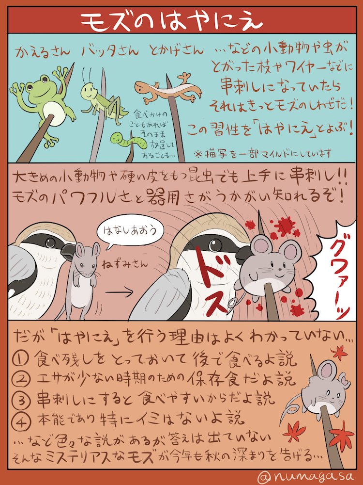 ぬまがさワタリ@特別展「鳥」大阪展(〜6/14) tweet media
