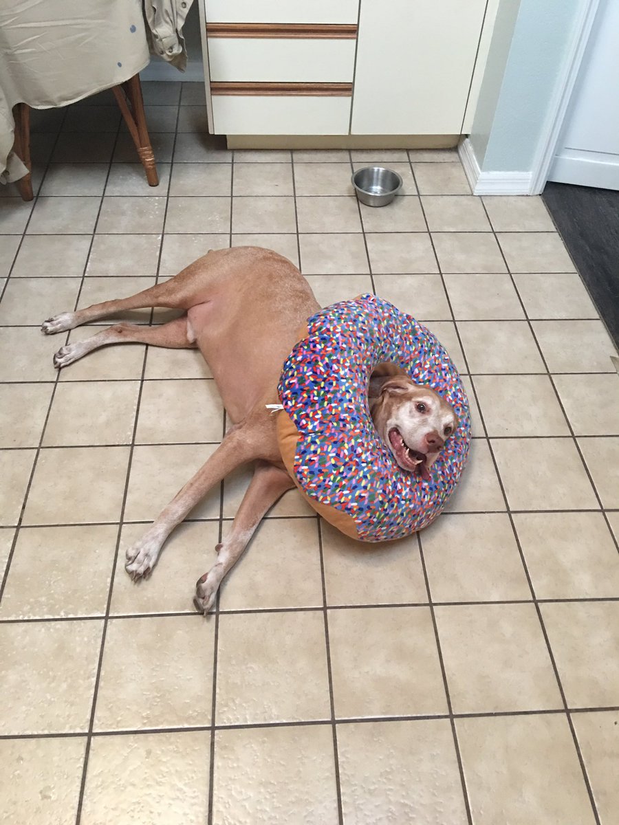 RolMikkel's tweet photo. Un perrito esta jugando con mi almohada  y se ve muy tierno ♥‿♥ ＼(^o^)／ https://t.co/OoNEUWkypI
