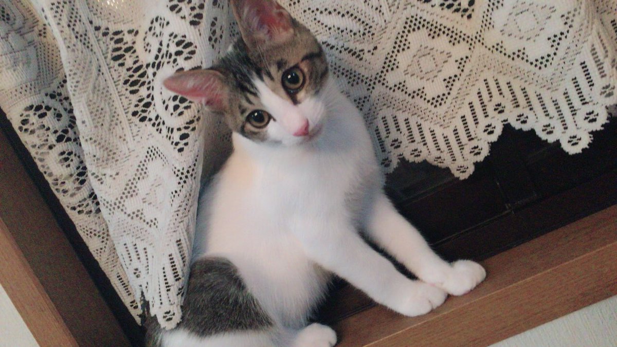 xUmi_cAT's tweet photo. 最近は網戸に登るようになった
海さん（´-`）.｡oO
いや、いいんだよ、いいんだけど
目離せないよ〜う꒰ ´͈ω`͈꒱

#猫  #にゃんこ
#猫好きさんと繋がりたい https://t.co/ahAzlIJ1gM