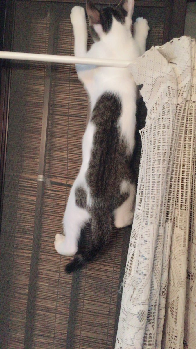 xUmi_cAT's tweet photo. 最近は網戸に登るようになった
海さん（´-`）.｡oO
いや、いいんだよ、いいんだけど
目離せないよ〜う꒰ ´͈ω`͈꒱

#猫  #にゃんこ
#猫好きさんと繋がりたい https://t.co/ahAzlIJ1gM