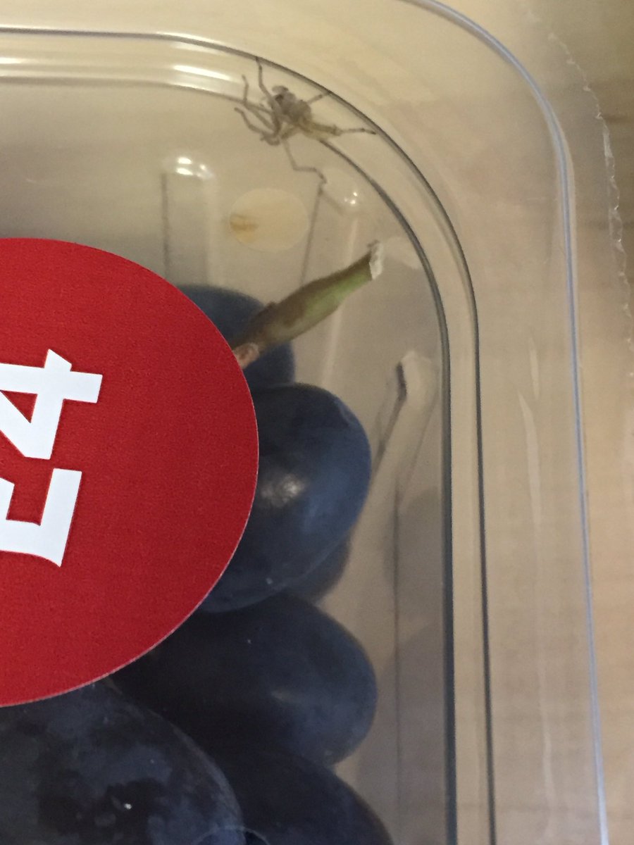 timwaine's tweet photo. @waitrose got this chap in my grapes. Lover or fighter? https://t.co/JgUdZOG65i