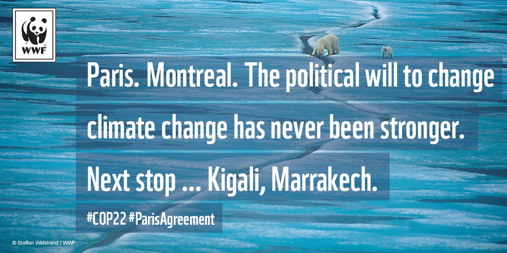 WWF's tweet photo. This is not the end. It is the beginning. Now the real work begins #ParisAgreement https://t.co/opFhyfMKsl https://t.co/iLoP5xnpbB