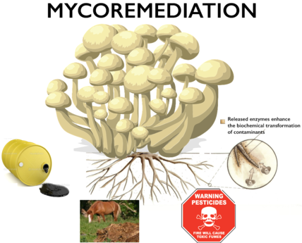 mycoremediation fungal bioremediation