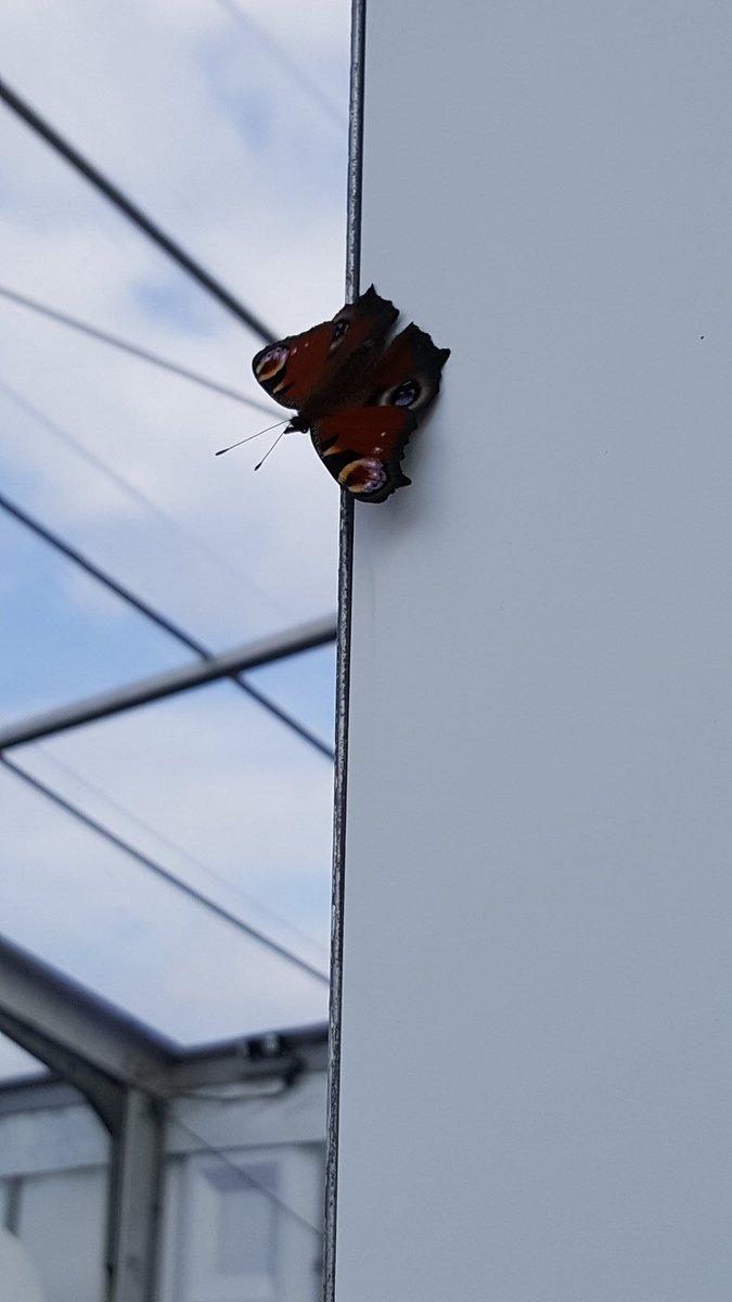 GaetanSgualdino's tweet photo. Un papillon à l' #6INday 
C'est ça aussi le Hainaut ! @VisitHainaut à #tftic Innovation &amp; Inauguration Day https://t.co/UllrLguZuq