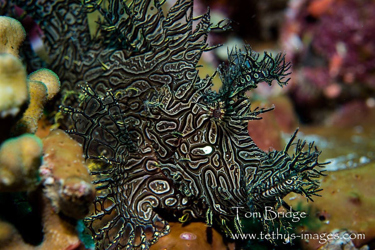 Tethys_Images's tweet photo. One of the coolest fish in the sea, Rhinopias aphanes. Known from a single specimen until 1980; Milne Bay, #PNG https://t.co/dqmgcRDuDo