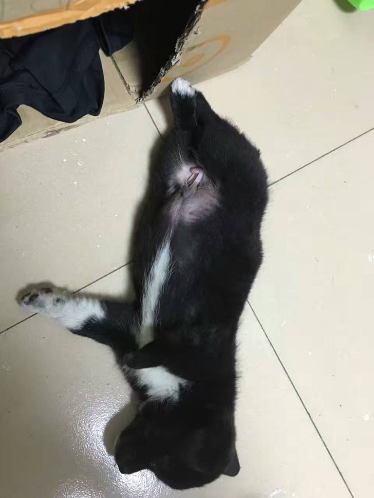 アイ Wuxiaohao80 Twitter アイ Wuxiaohao80 Twitter