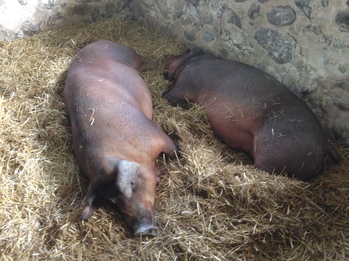 Our sows are getting big! Bacon seeds on the way! #PasturedPork 🐖🐖