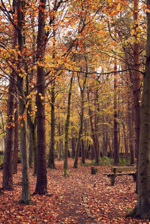 AestheticCosmos's tweet photo. Autumn vibes 🍂 https://t.co/a9paYi38CX