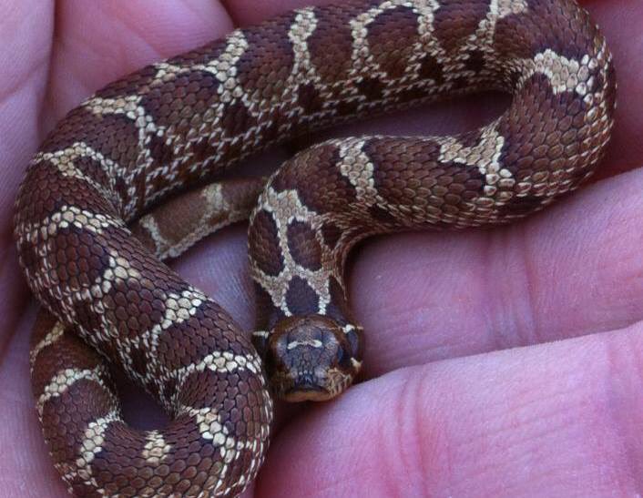 Louie (@louiecchavez) on Twitter photo 