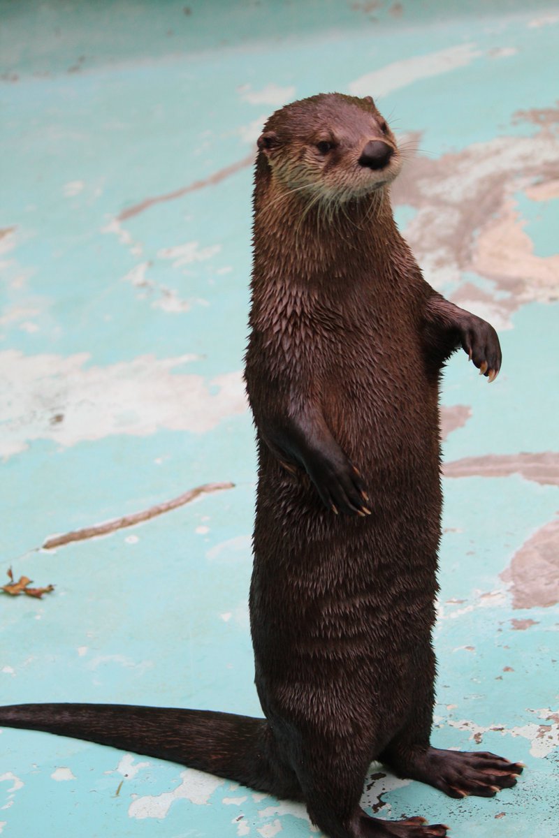 やすこ En Twitter カナダカワウソって日本で釧路市動物園と盛岡動物園 にしかいないらしいの 目を閉じれば盛岡のカエデちゃんの顔が浮ぶの よしっ 今度会いに行こうっと Byカナダカワウソのチャピー やすこ En Twitter カナダカワウソって日本で釧路市動物園と盛岡動物園 にしかいないらしいの 目を閉じれば盛岡のカエデちゃんの顔が浮ぶの よしっ 今度会いに行こうっと Byカナダカワウソのチャピー