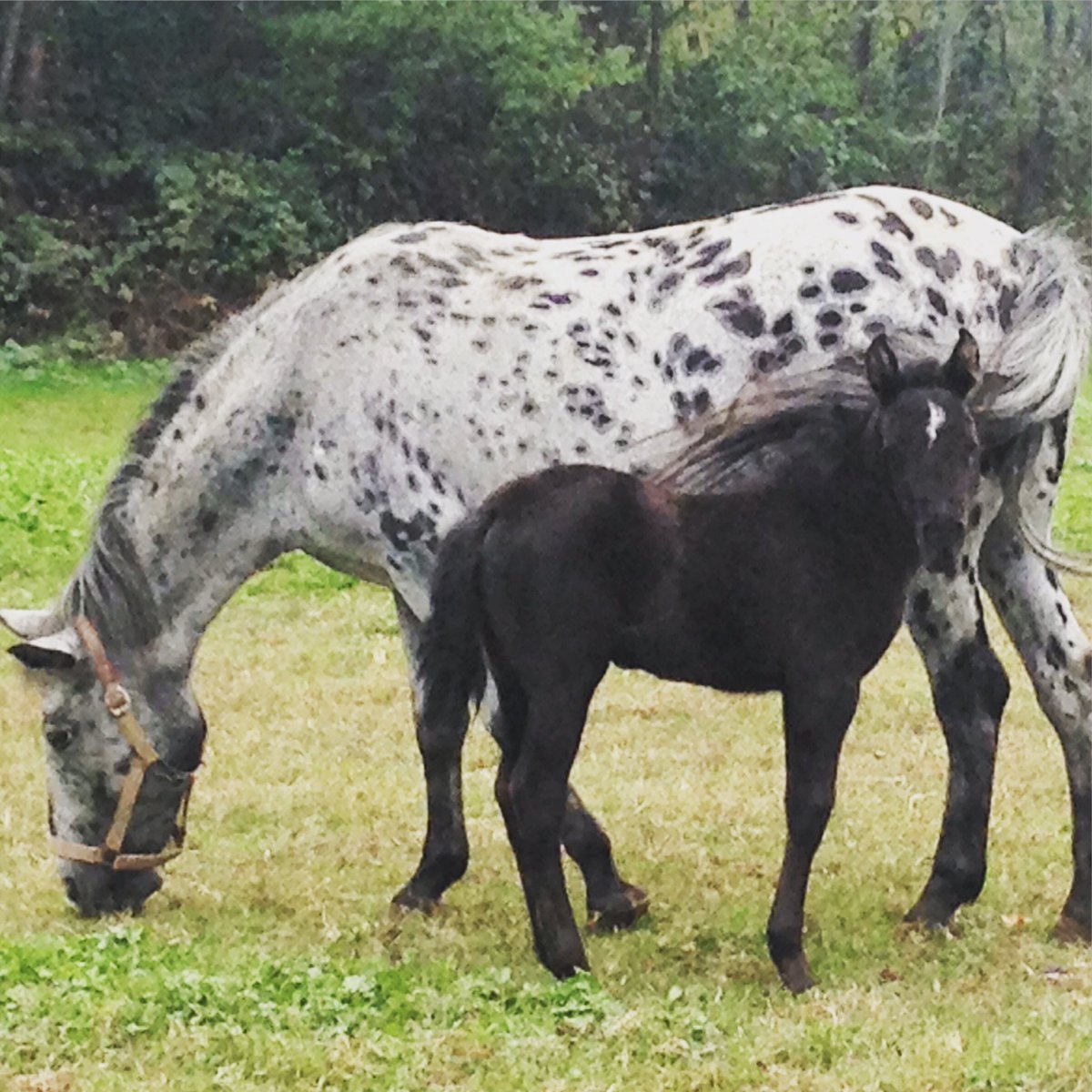 Caterella82's tweet photo. Mum is always mum! #horses #pony #tenderness https://t.co/K4YtVLwfPT