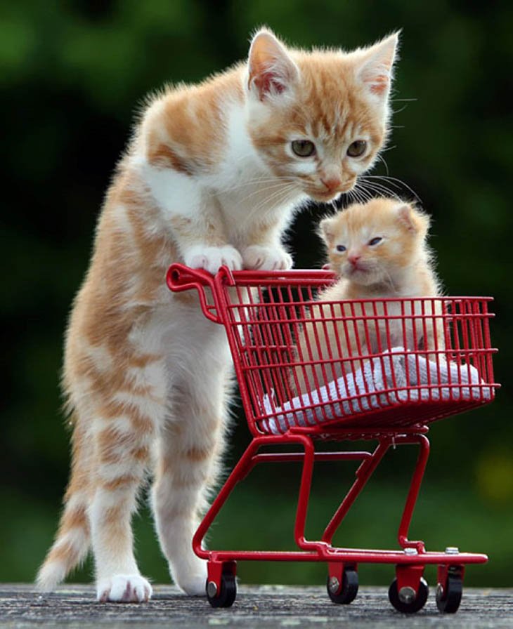 EmbraceAnimals's tweet photo. Can you ignore this love!
#cat #cute #love #embracetheanimals #animals https://t.co/w9bH3C5G5F