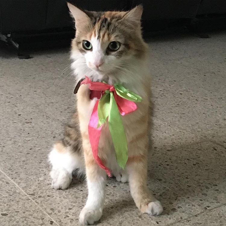 Sonrie77's tweet photo. A Dios gracias por tantas creaturas hermosas #Azteca #Pet'slover ##Cat #HogarComun #DiosCreador #PadreMisericordioso #NaturalezaViva https://t.co/dfNEnRBKOP