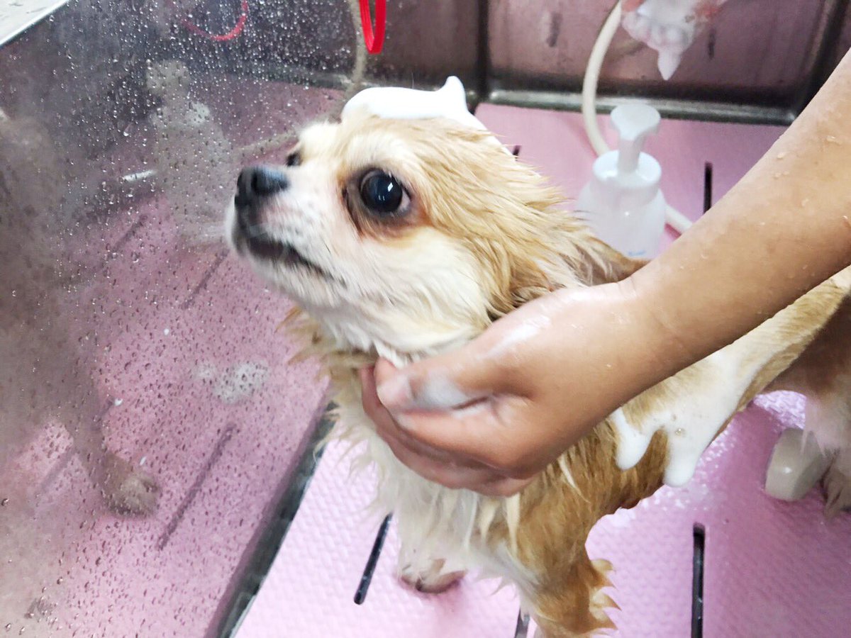 綺麗なチワワ カット 可愛い 最高の動物画像 綺麗なチワワ カット 可愛い 最高の動物画像