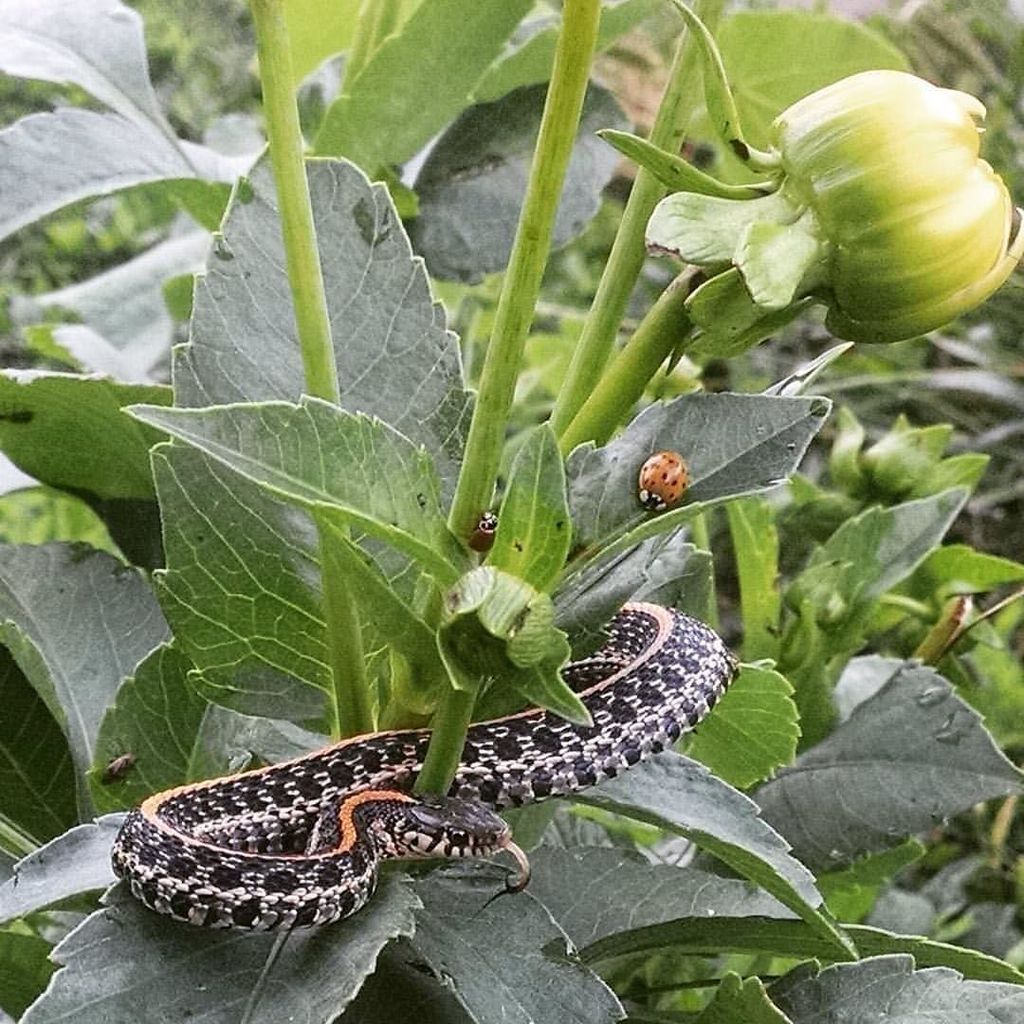 cfra's tweet photo. On this chilly morning, Kirstin on our staff encountered a #snake in the #dahlias at #FoxR… https://t.co/r0xjqY0F4p https://t.co/AhHfbHJaMk