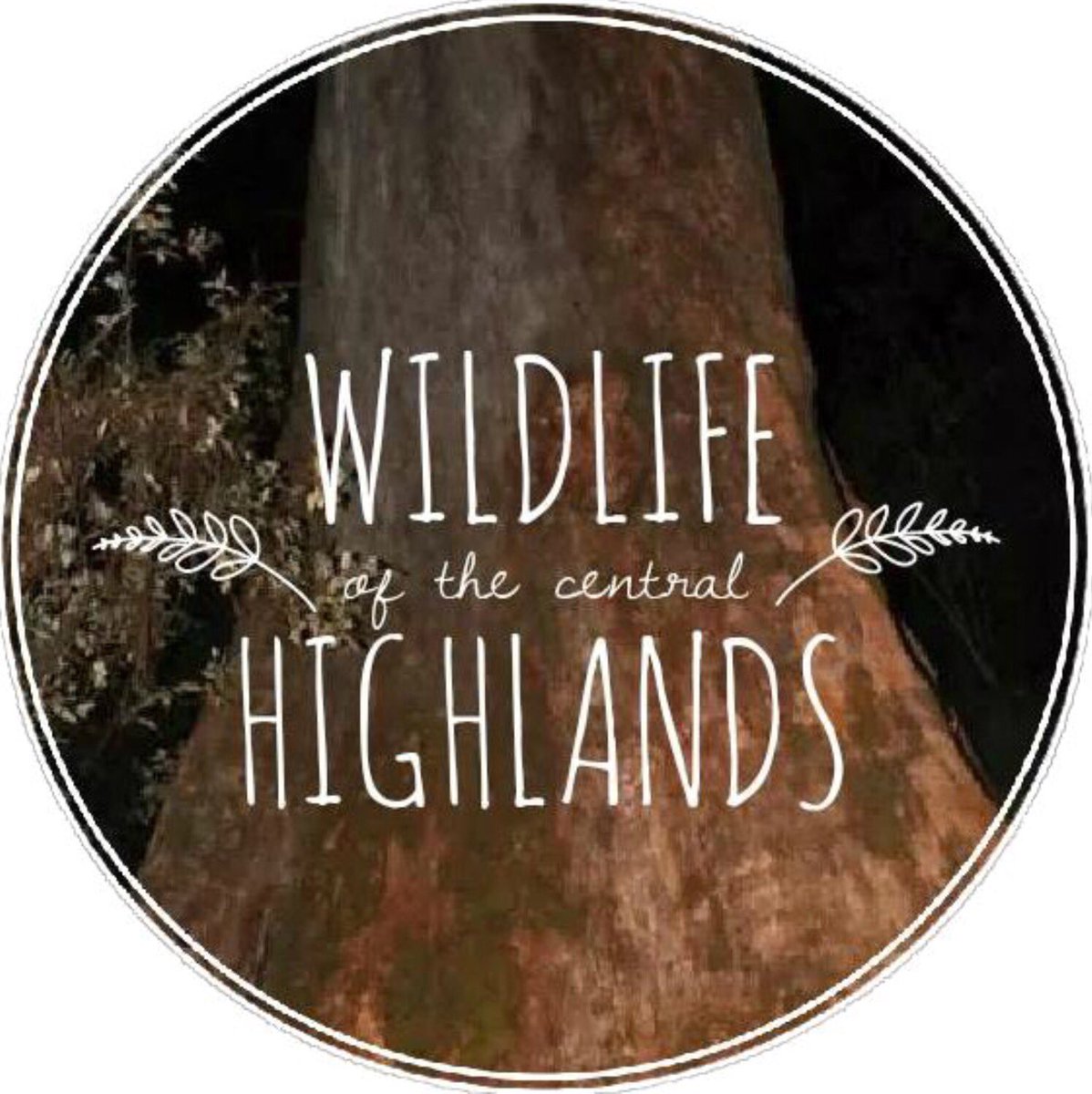 WOTCHinc's tweet photo. Our #LbPossum sightings
15 #Toolangi SF
23 #YarraRanges SF
3 #Noojee SF
1 #Beenak SF
7 #Rubicon SF
15 #Latrobe SF
76% in Logging coupes https://t.co/dhKX2YvSIN