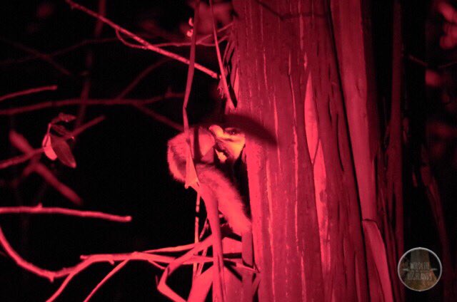 WOTCHinc's tweet photo. Our #LbPossum sightings
15 #Toolangi SF
23 #YarraRanges SF
3 #Noojee SF
1 #Beenak SF
7 #Rubicon SF
15 #Latrobe SF
76% in Logging coupes https://t.co/dhKX2YvSIN