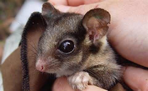 WOTCHinc's tweet photo. Our #LbPossum sightings
15 #Toolangi SF
23 #YarraRanges SF
3 #Noojee SF
1 #Beenak SF
7 #Rubicon SF
15 #Latrobe SF
76% in Logging coupes https://t.co/dhKX2YvSIN