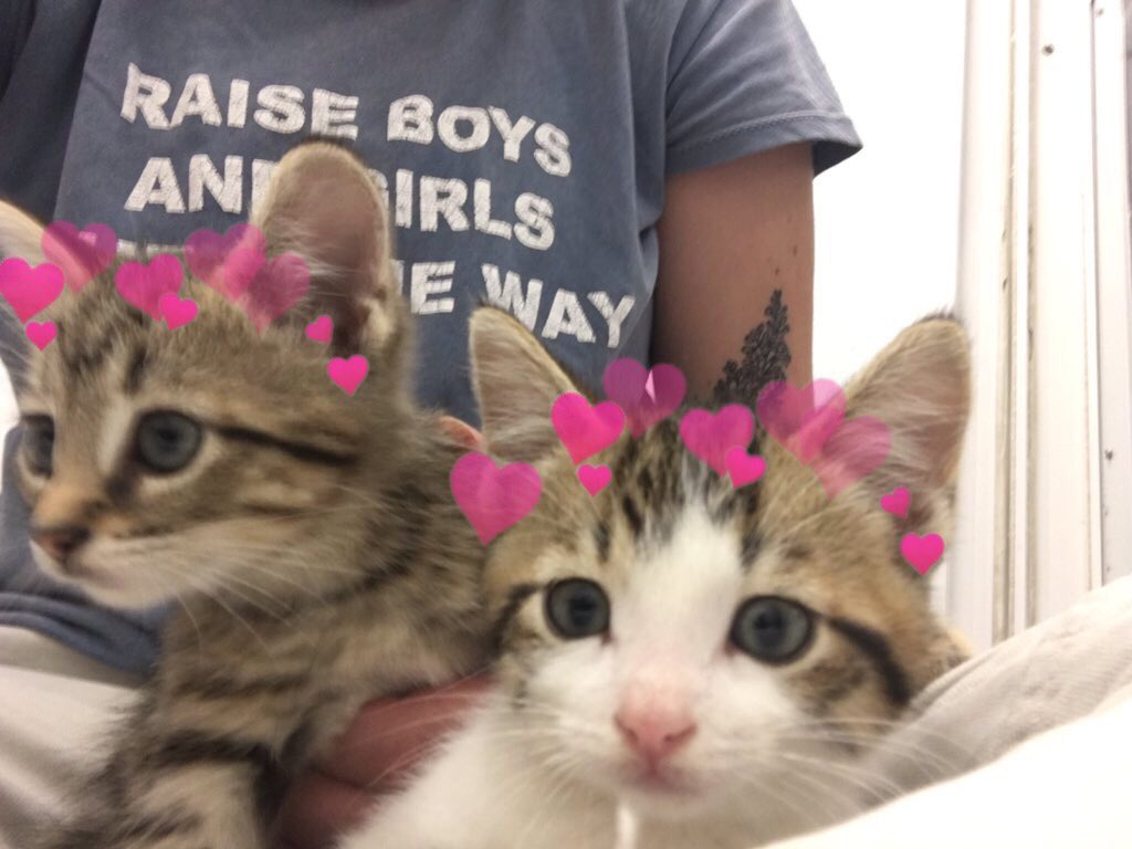 catswithearts's tweet photo. https://t.co/5FeMX1ueuu